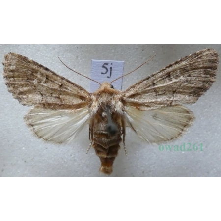 Luperina testacea (Denis & Schiffermüller, 1775) Czech5j